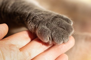 Gray fluffy cat's paw in man's hand. Friendship with a pet. Help and care for animals.