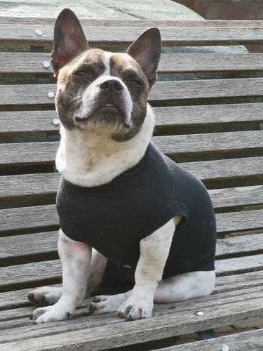 Chibull in a dog bodysuit