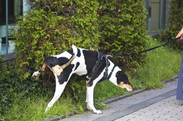 Pet dog urinating against tree in the public park