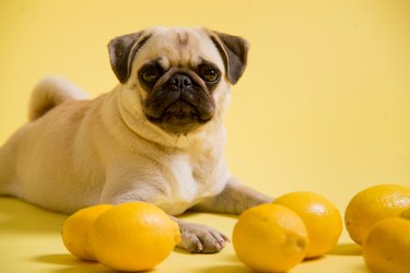 Pug dog sitting with lemons on a yellow background in the studio