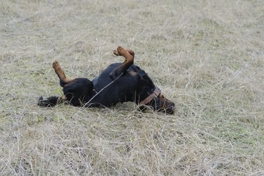 Rottweiler rolling around playfully in a field.