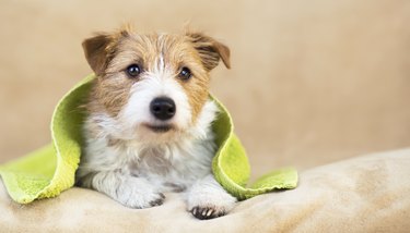 Pet grooming concept, furry happy dog puppy with towel