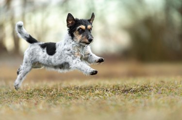 Fast little Jack Russell Terrier dog is running sideways over a  meadow in early  spring