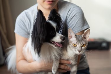 Woman With Cat and dog At Home