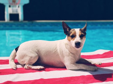 Dog Lounging Poolside On A Striped Towel On A Hot Sunny Day