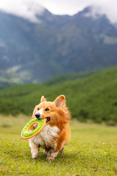 One corgi dog chase and play Frisbee on the meadow at the foot of the mountain