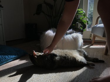 Boy Scratching a Cat's Belly