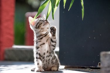 Silver Bengal Kitten reaching a paw up towards the leaves of a plant.