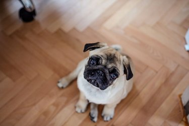 Cute pug dog