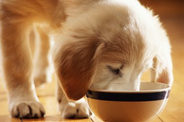 A small white puppy eating from a bowl