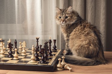 Cat-Themed Board Games: 10 Super Fun Games for Cat Lovers of All Ages ...