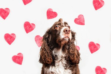 Dog Over White Background With Red Heart Shapes