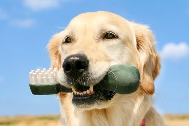 Golden Retriever with dog toothbrush, product for the dental care of pets