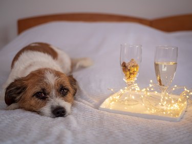New Year's Eve, New Year's Eve - Dog lies next to champagne glasses on a bed