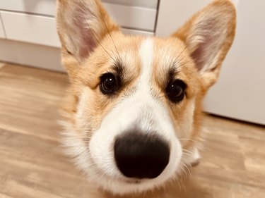 Cute corgi dog portrait