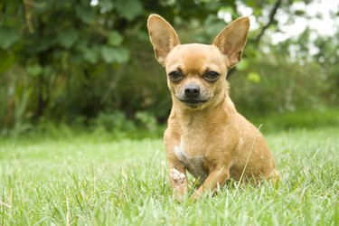 How Can I Tell What Kind of Chihuahua I Have? | Cuteness