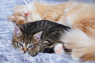 A small gray kitten and an adult cat lie in an embrace on bed.