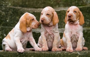 Closeup of adorable three purebred Italian Bracco puppy dogs standing on stone stairs