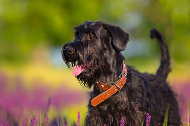 Schnauzer dog portrait in flowers