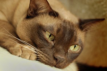 Close-up of a European Burmese cat with yellow-gold eyes.