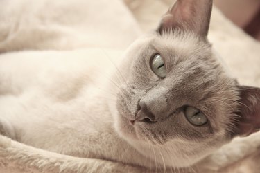 Lilac pint Tonkinese cat.