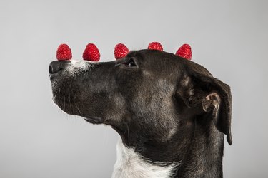 Dog with raspberries on their head