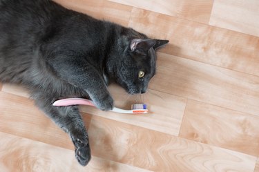 Gray cat lying on the floor of the room with a toothbrush. View from above.