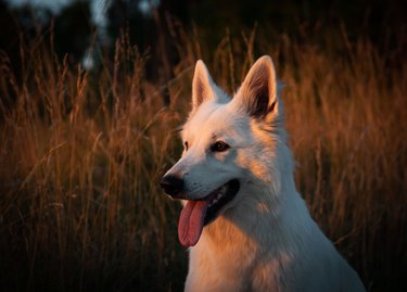 Close-up of an adorable dog in the field during sunset