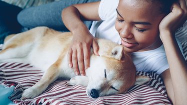 Beautiful shibe inu puppy enjoying love and care while its tender owner attractive African American girl is stroking it looking with tenderness at her adorable pet.