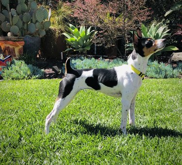 how often should rat terriers be bathed