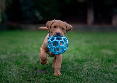 Brown puppy running with ball toy in grass