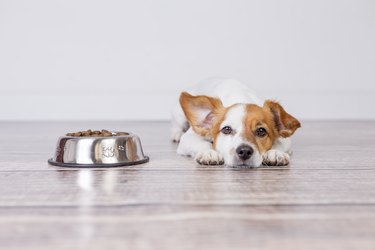 cute small dog waiting for meal or dinner the dog food. he is lying on the floor and looking at the camera. white background and pets indoors.