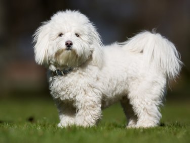 Coton de Tulear: Characteristics, Temperament, Grooming & Health | Cuteness