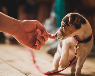 Closeup shot of a male hand touching a shy white puppy with a brown head and a red dog collar