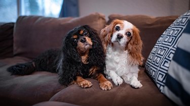 Two beautiful dogs of breed Cavalier King Charles Spaniel lie on the couch.