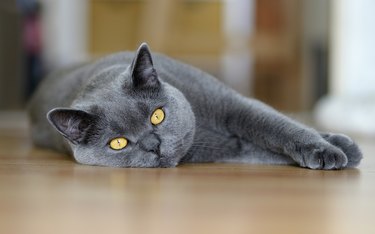 Portrait of a Chartreux cat lying on a hardwood floor.