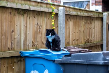 Black and white tuxedo cat sitting on a blue garbage can