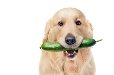 Head shot of golden retriever with cucumber in mouth