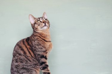 Beautiful European shorthair young cat sitting against pastel green background. Mackerel tabby kitty portrait, close up. Space for text.