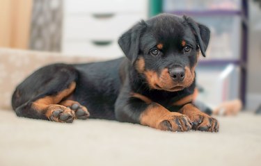 Rottweiler puppy looking at the camera while resting on the sofa