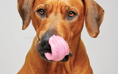 Dog licking its lips.