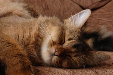 Somali cat sleeping.