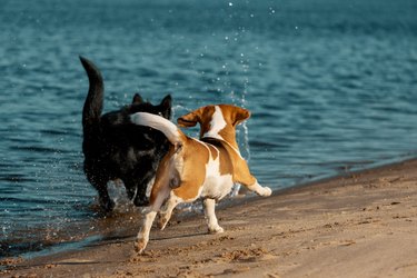 Two dogs running on riverbank, rear view