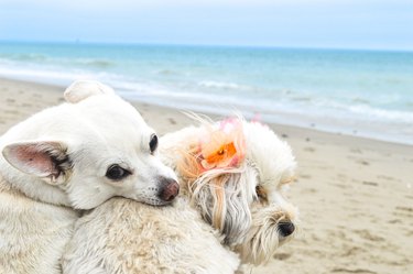 Two little white dogs loving each other at the beach.