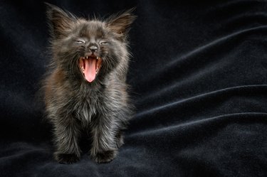 A small black kitten with their mouth wide open.