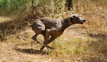 a weimaraner breed dog playing in the field