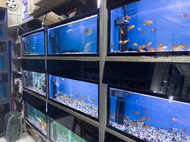 A wall of nine aquariums holding small fish in a pet store.
