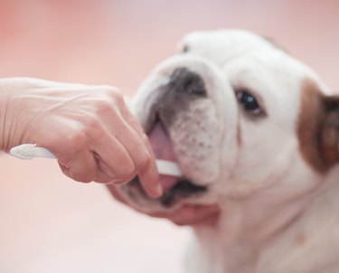 Brushing the teeth of an English Bulldog