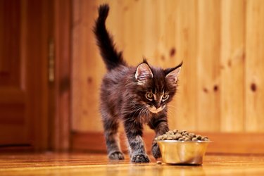 Maine Coon kitten runs up to a bowl of dry food