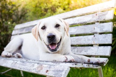 Yellow Lab Lifespan: Here's How Long Yellow Labs Live | Cuteness